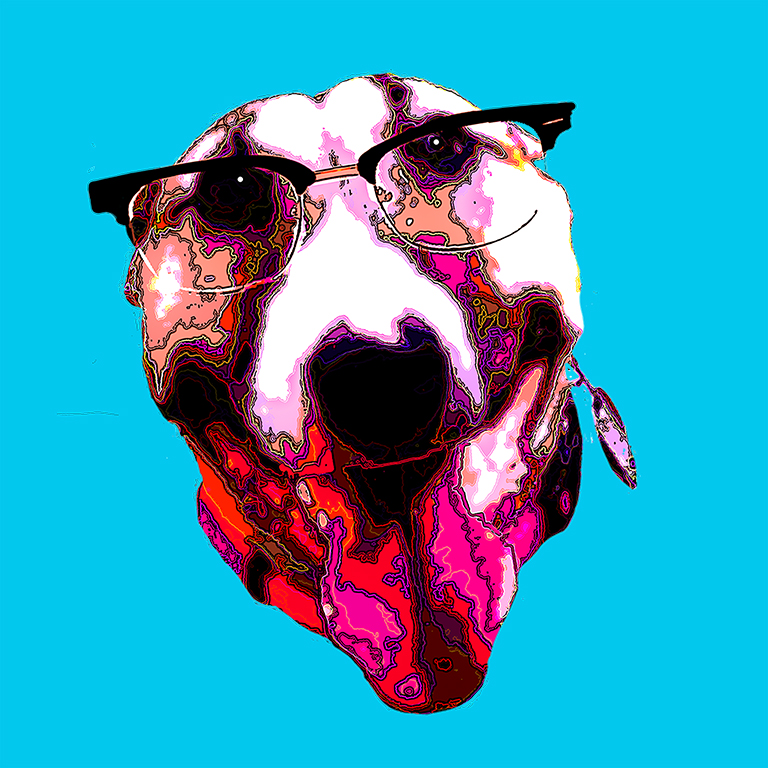 Fawn and white bull terrier face with scientific glasses on light blue background