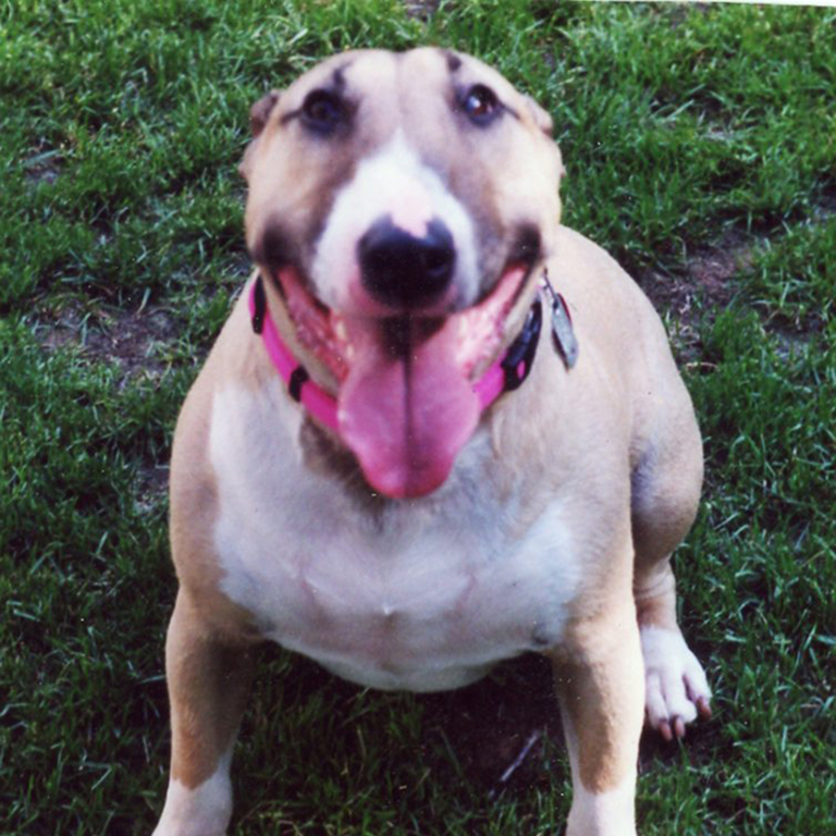 Full color photograph of fawn and white bull terrier standing in grass